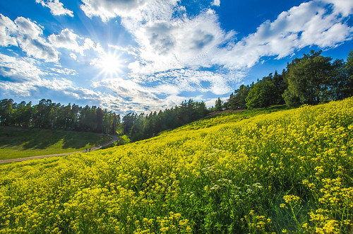 sunnersta uppland uppsala flores flowers blommor vår paisaje primavera ricardofeinstein moln naturaleza nature natur nubes cielo clouds landscape landskap sverige suecia sweden