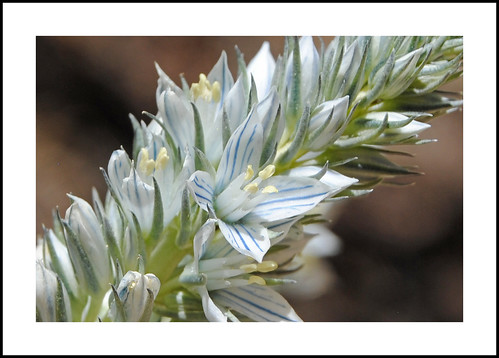 kernfrasera fraseratubulosa california sequoianationalforest kerncounty piutemountains macemeadow claraville 2017wildflowers 2017 wildflowers