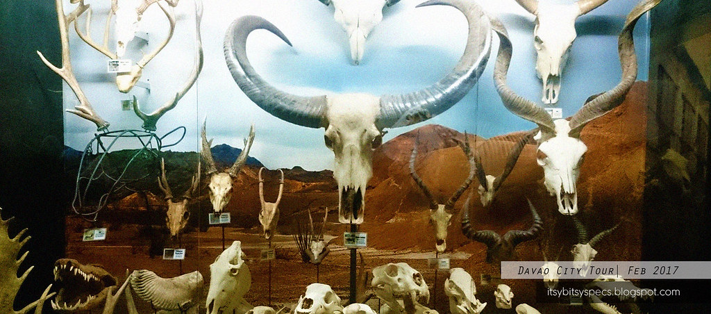 D' Bone Collector Museum