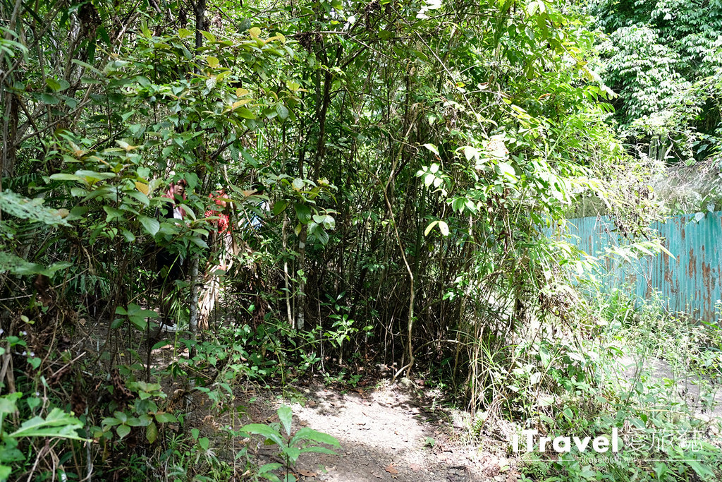 菲律宾薄荷岛眼镜猴保育中心 Tarsier Sanctuary (20)