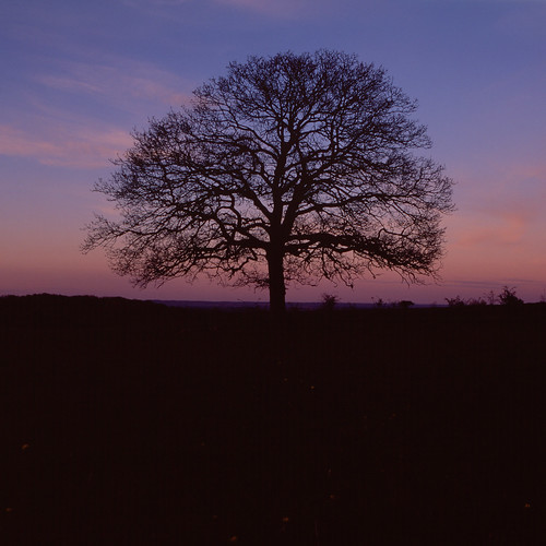 hasselblad zeiss tree landscape sky twilight sunset bluehour distagon slidefilm film analog