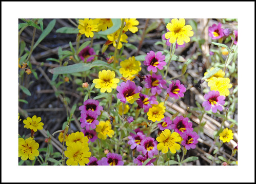 mointainmonkeyflower erythranthediscolor california sequoianationalforest kerncounty piutemountains claraville macemeadow 2017wildflowers 2017 wildflowers