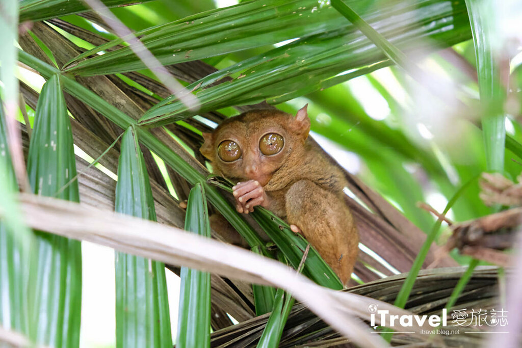菲律宾薄荷岛眼镜猴保育中心 Tarsier Sanctuary (19)