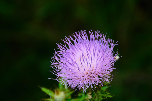 lavender purple weed normangee tx texas
