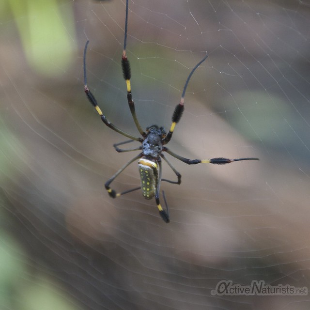 golden orb-weaver spider 0000 Corcovado, Osa peninsula, Costa Rica