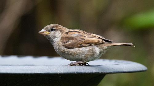 england haroldpark london passerdomesticus uk bird housesparrow mygarden sparrow