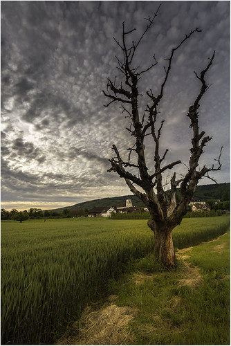 singflow mariastein morning tree corn field summer cloud sky sunrise dawn switzerland schweiz suisse svizzera