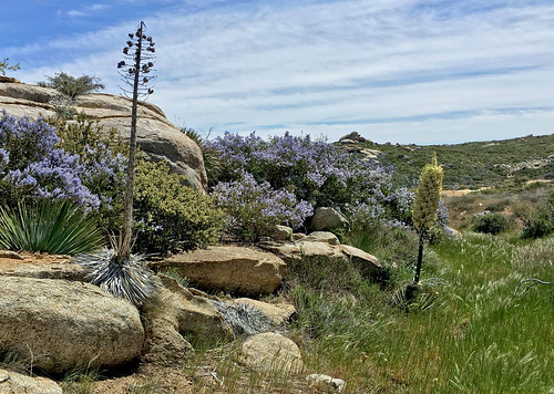 anzaborrego desert statepark anzaborregodesert borrego rocks landscape flowers yucca california usa spring springtime nature habitat america