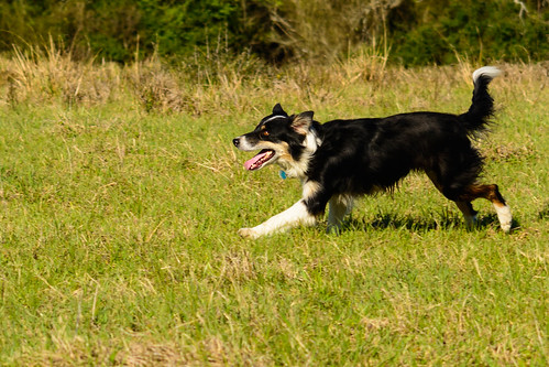 animal running field pasture collie border bordercollie grass green d7100 nikon normangee tx texas