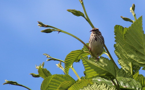 birdsofwashington bird washingtonbirds sparrow savannahsparrow passerculussandwichensis