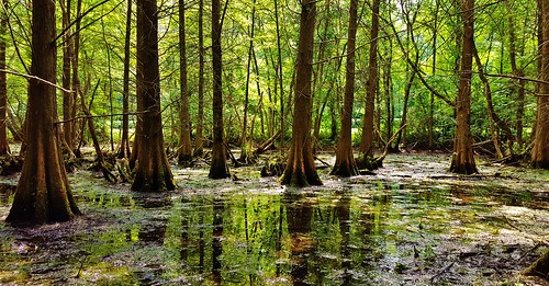 cypressswamps marylandswamps marylandwetlands americanwetlands americanswamps annapolis annearundelcounty quietwaterspark marylandcypressswamps quietwaters cypress