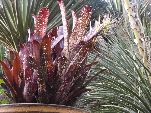 winter succulents roraimanursery plants nature australia lara victoria