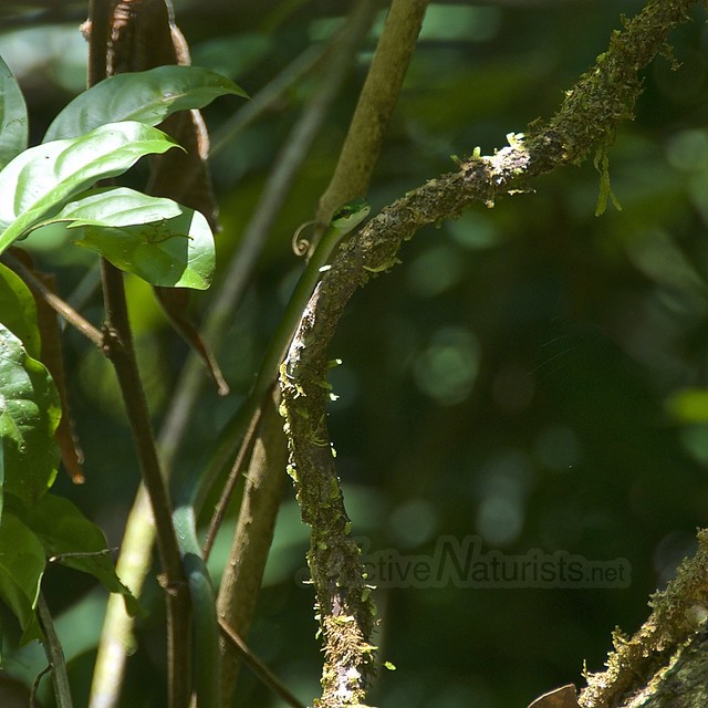 Leptophis ahaetulla – green parrot snake 0000 Corcovado, Osa peninsula, Costa Rica