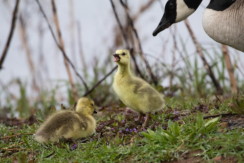 Baby Canada Goose