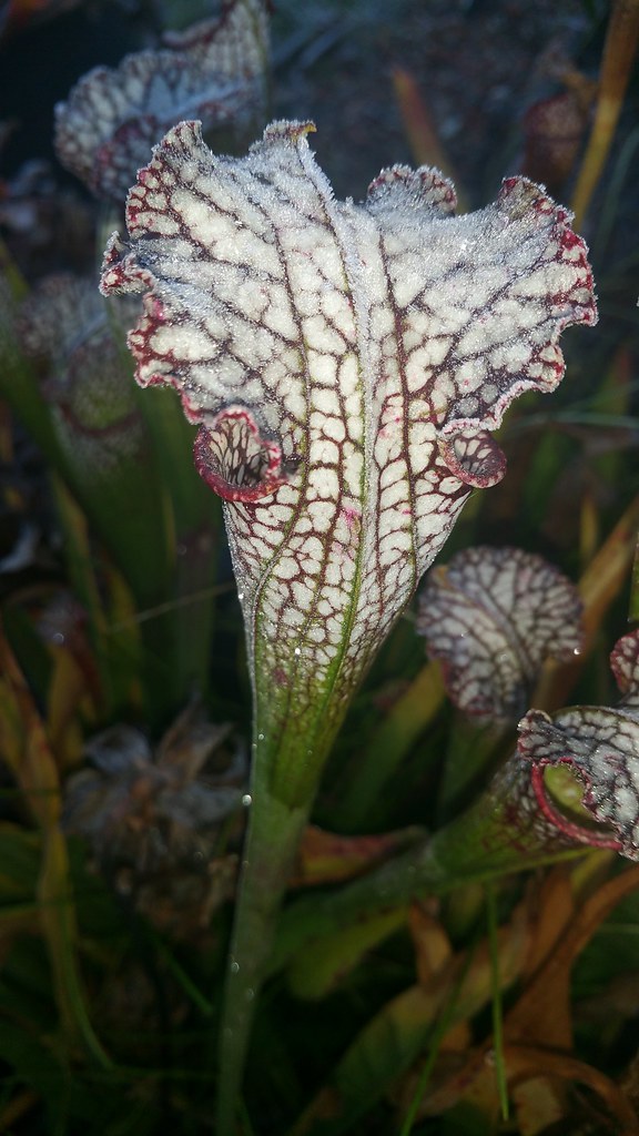 White topped pitcher plants (Sarracenia leucophylla) with extra frosting on top!