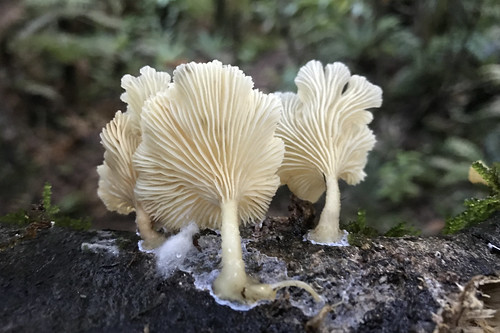 fungi mushroom gills mt pirongia forest park waikato new zealand nz