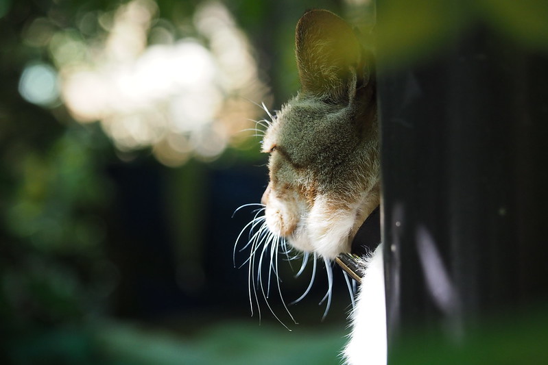 東池袋中央公園の猫。植え込みの中から様子を伺うキジ虎。