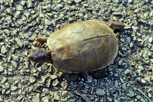 emydidae terrapene carolina triunguis arkansas eastern box turtle