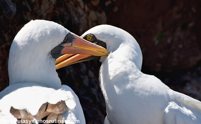 Acuavacaciones en Galápagos y Ecuador - Blogs de Ecuador - Isla Española: iguanas, albatros, piqueros......un emblema en Galápagos (3)