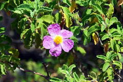pink rock rose Cistus creticus