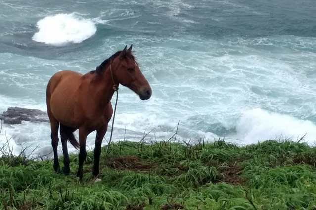 horse-by-ocean