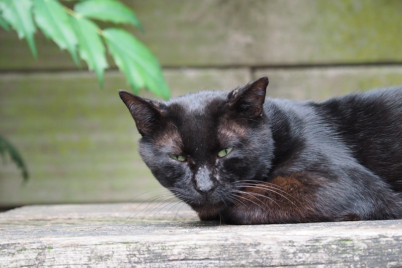 東池袋中央公園の猫。公園裏側の黒猫。