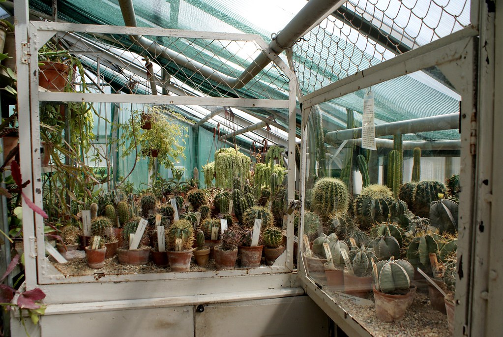 Serre des cactus et succulentes dans le jardin botanique de Riga en Lettonie.