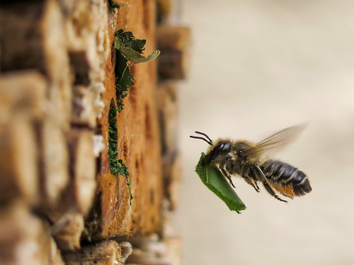 Orange-vented leafcutter bee building its nest with rose leaf segments in our home-made Bee Hotel