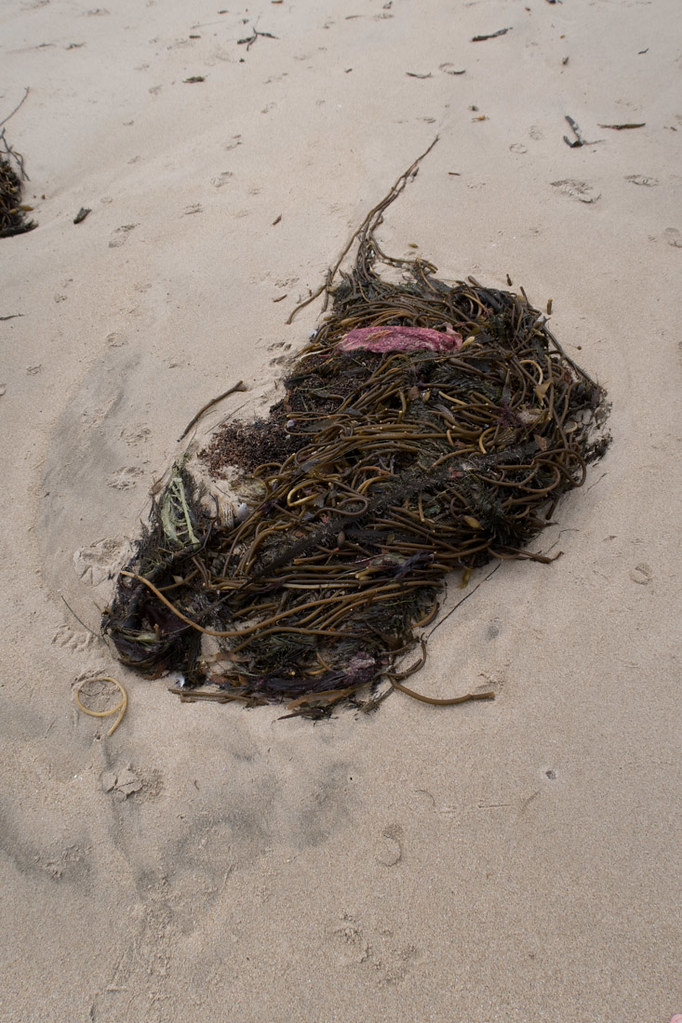 Clumps of kelp on beach