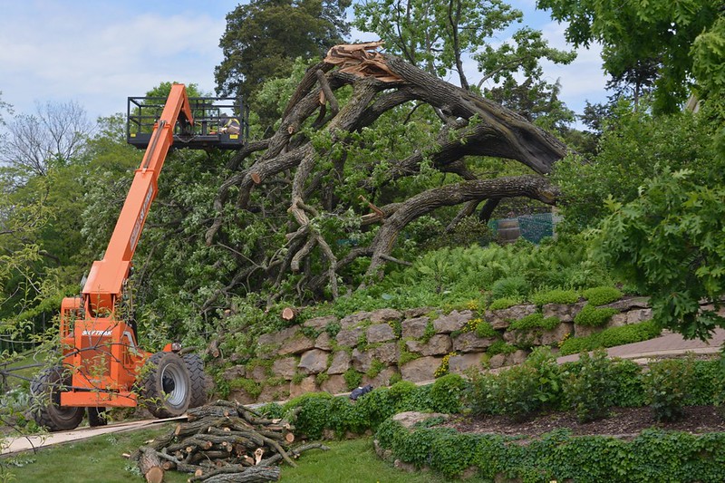 Oak Tree - Pruning