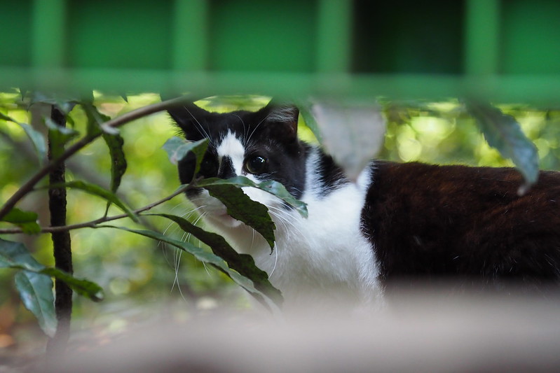 東池袋中央公園の猫。フェンスの隙間から様子を伺う白黒ブチ。