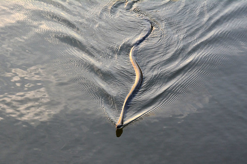 blackratsnake ratsnake snake swimming chisholmcreekpark wichita kansas