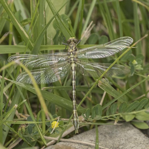 dragonfly somerville ohio rushrunlake preblecounty flagtailedspinyleg dromogomphusspoliatus teneral