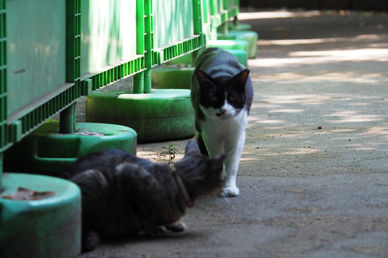 東池袋中央公園の猫。若いキジ虎と黒白ハチ割れ。