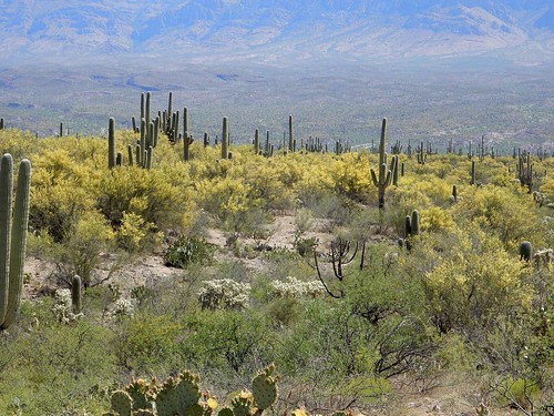2016 arizona cacti desert flickr gps landscapes mountains paloverdetree pinalcounty saguarocactuscarnegieagigantea sanpedrorivervalley usa unitedstatesofamerica