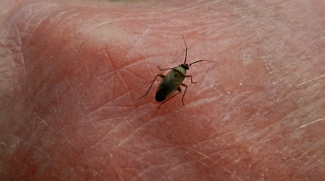 Small Bug