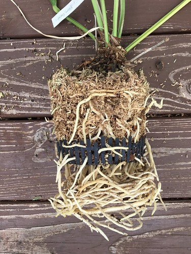 Anthurium llewelynii repotting
