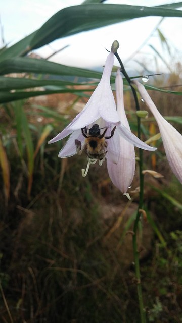 아침풍경 | 비비추, 아침 꽃일하는 꿀벌