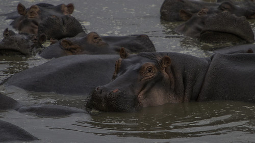 maasai mara safari game preserve kenya africa hippo hippos river