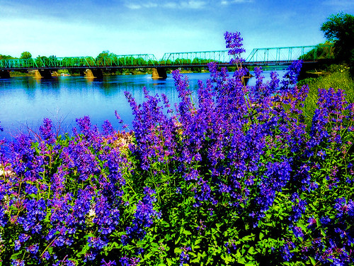 summer nature bridge bridges flower flowers landscape color colors water river outdoors spring purple reflections trees grass