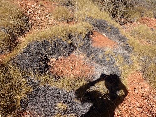 Spinifex Rings