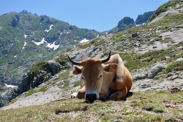 Resting cow