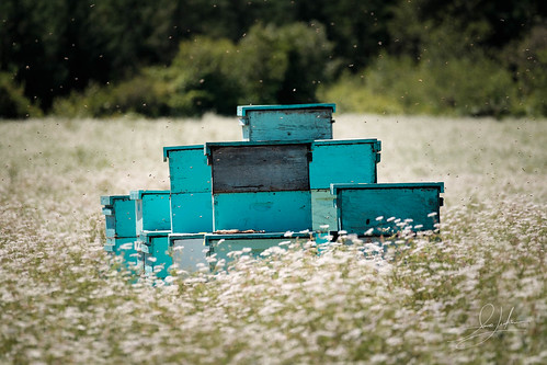 hive landscape bee box northamerica honey bees travel oregon field lebanon unitedstates us