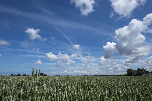 fujifilm xt1 fujinonxf14mmf28r landscape nature sky blue clouds grain cereal wheat outdoor middelburg walcheren zeeland nederland netherlands holland dutch