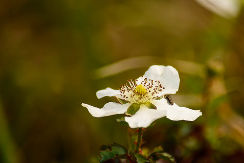 dewberry vine thorn green normangee tx texas pasture field berry white bloom