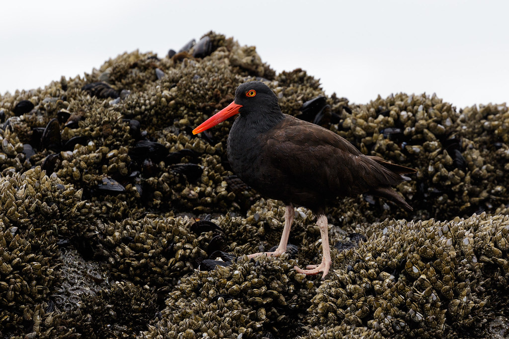 A black oystercatcher stands on a rock covered with goose barnacles and California mussels in Jedediah Smith Redwoods State Park