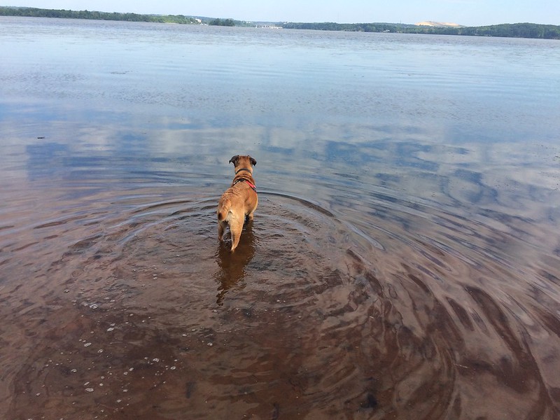 Greta standing in a large body of water and looking away in the distance