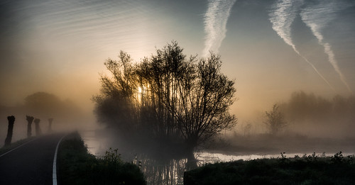 dawn fog road schiedam sky sundawn sunrise trees water landscape tree