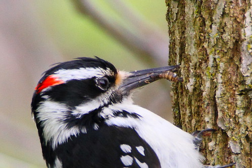 hairy woodpecker mckenziemarsh