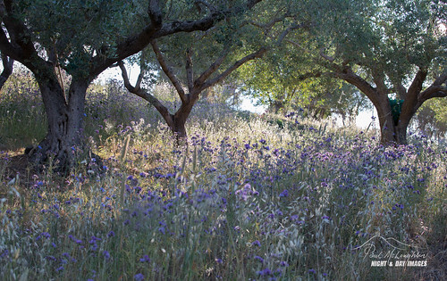 agritourismo ceraso italy petrosa olivegrove wildflowers sunrise morninglight